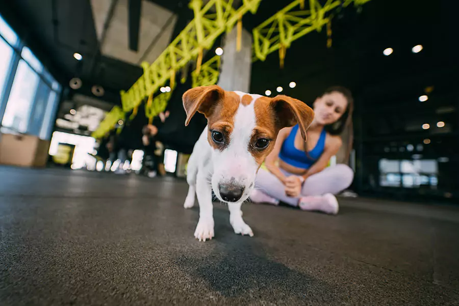 Outdoor Fitcamp